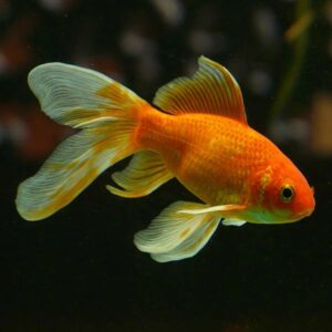 Chlorine is toxic to fish